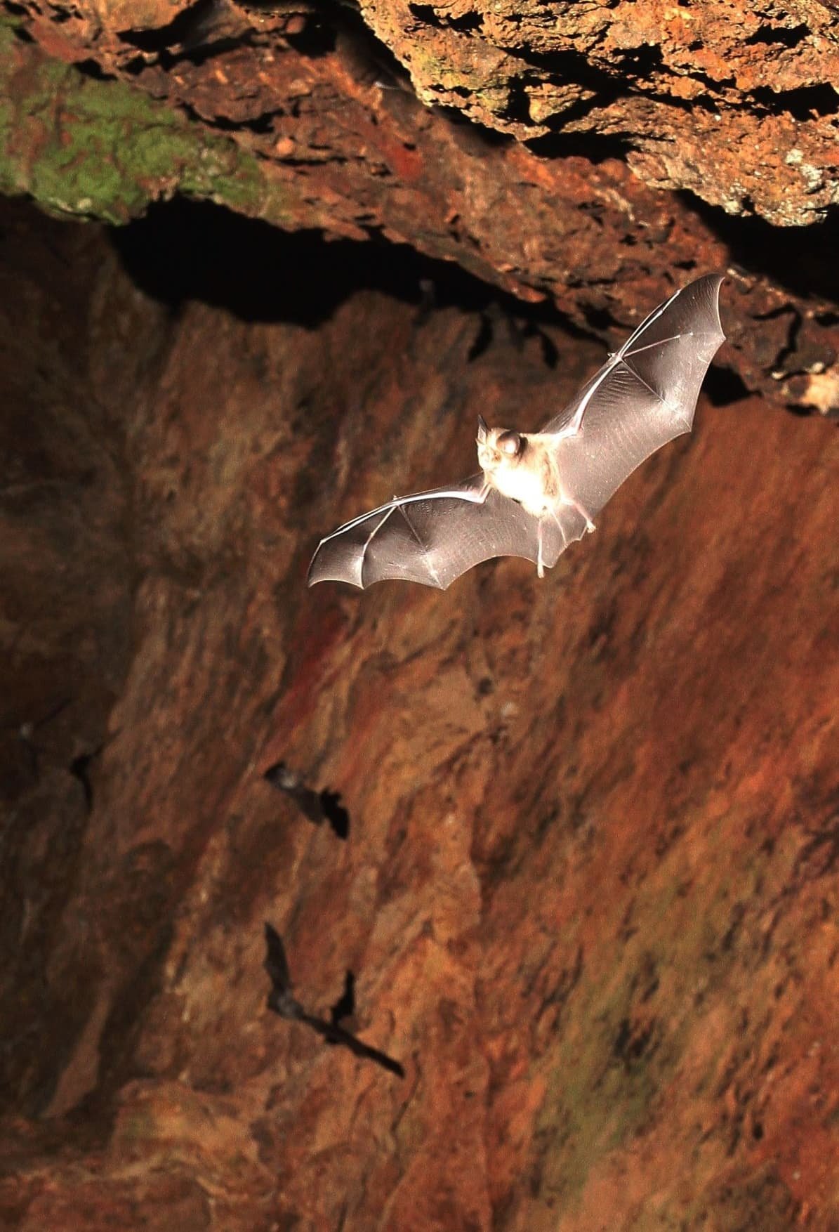 Veľká nočná expedícia za malými netopiermi