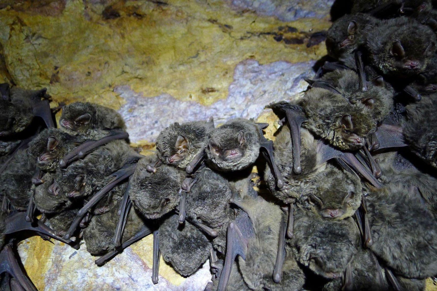 Veľká nočná expedícia za malými netopiermi
