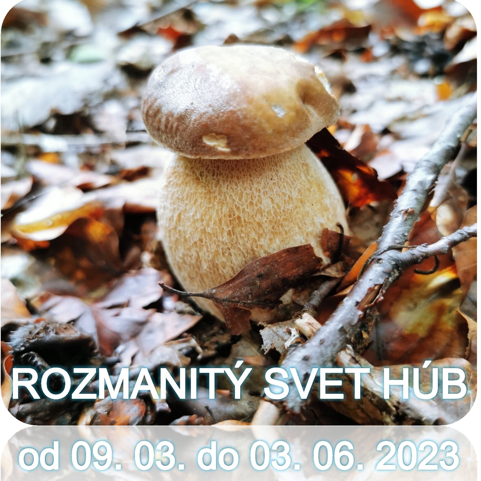 Svet húb