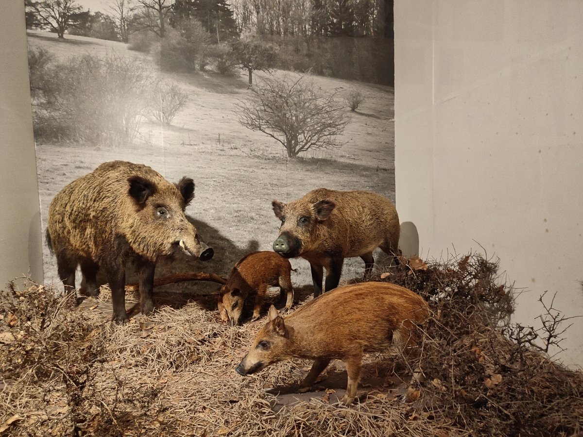 Expozícia prírody Slovenského krasu a priľahlých oblastí